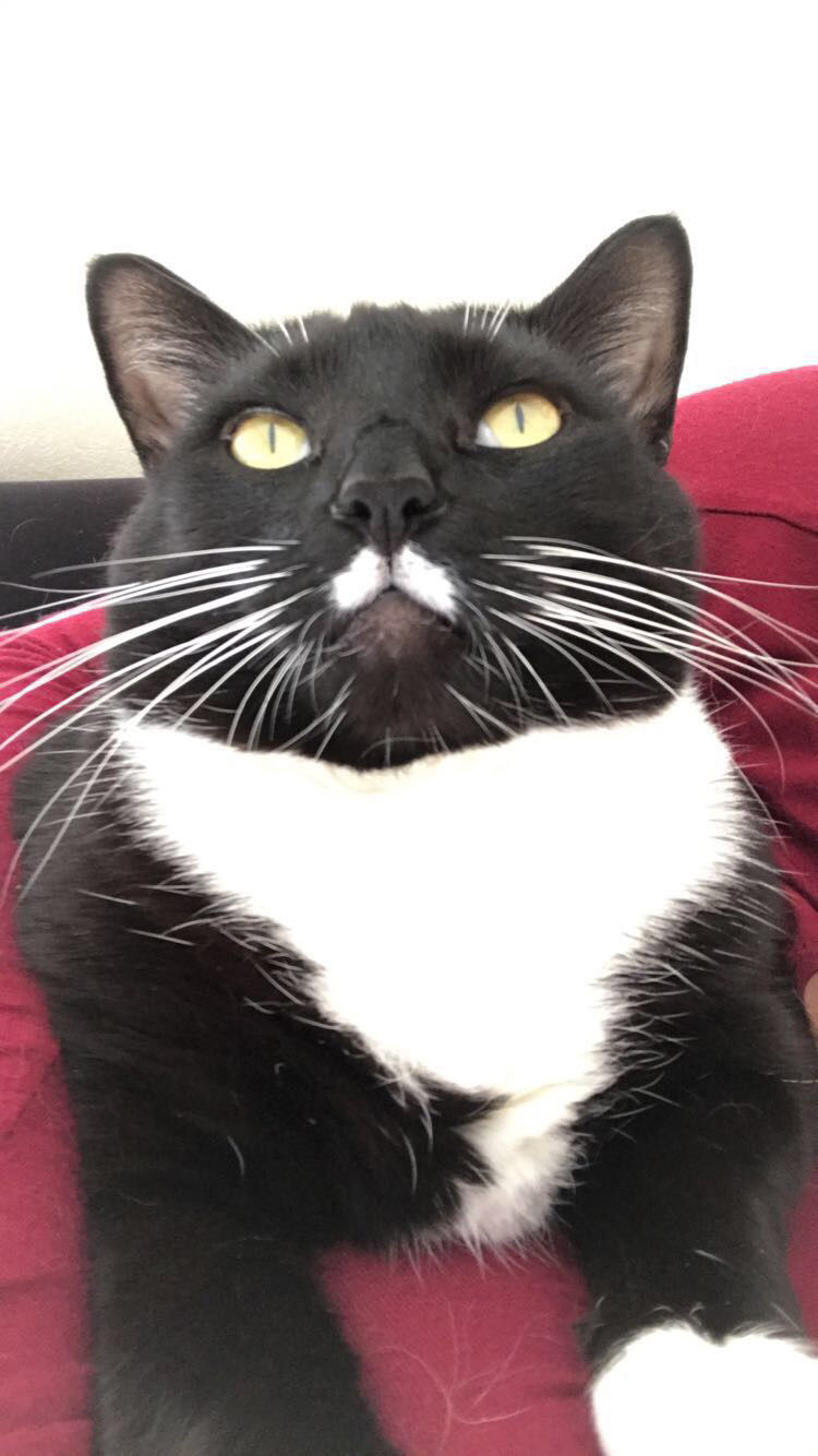 Pic of the Litter: Inky